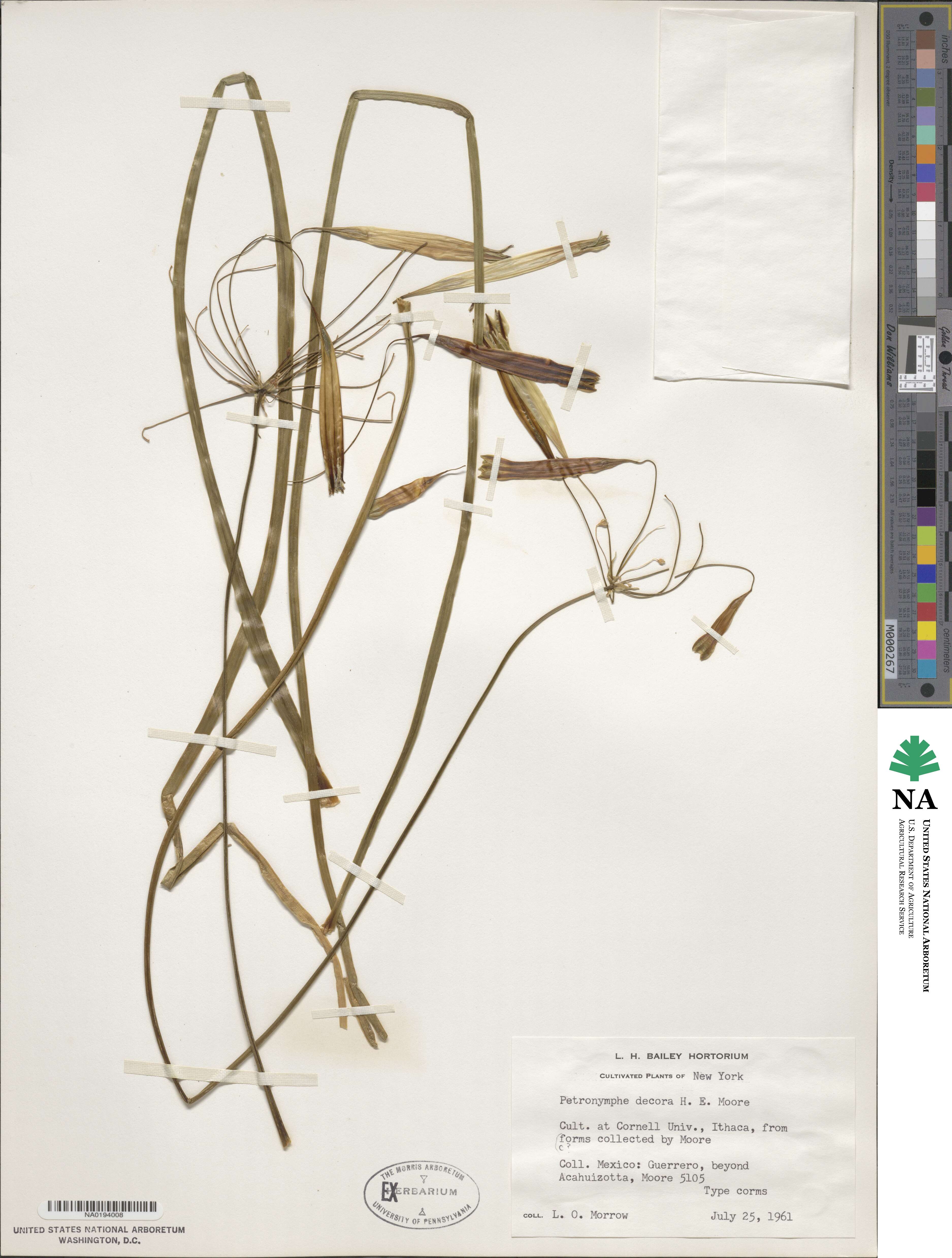 Petronymphe decora image