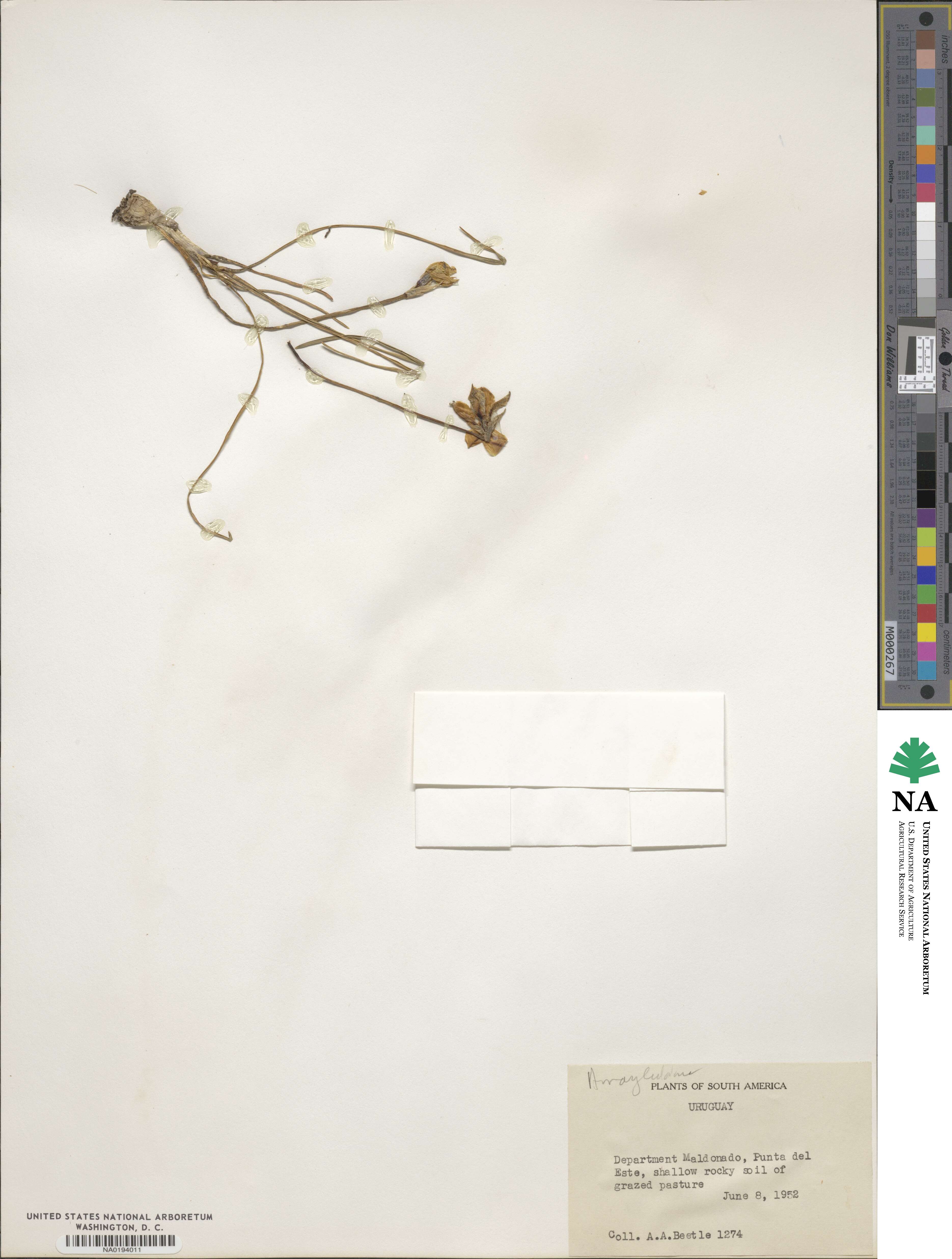 Amaryllidaceae image