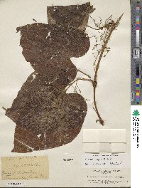 Dioscorea lepida image