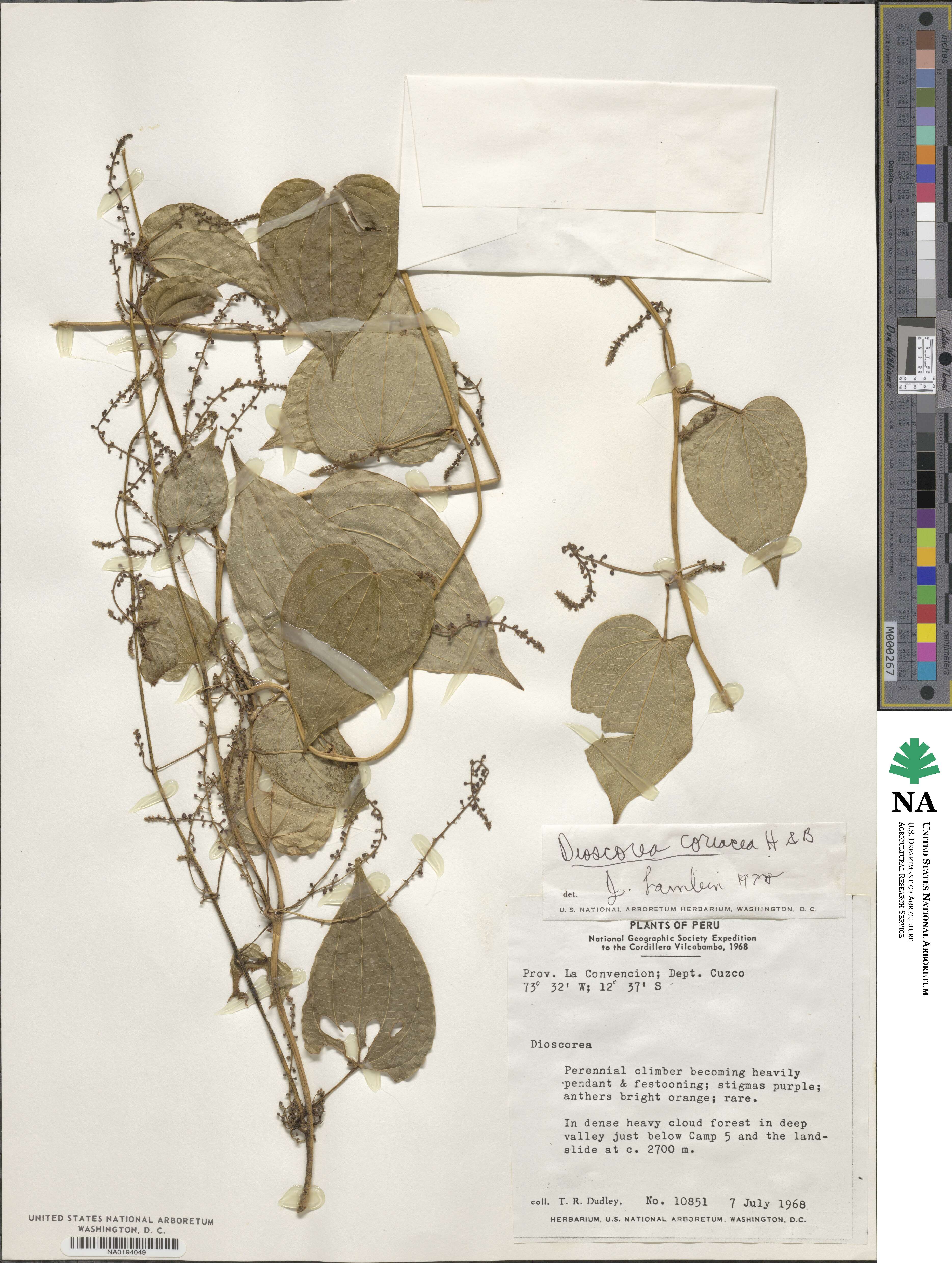 Dioscorea coriacea image