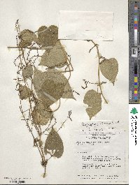 Dioscorea coriacea image