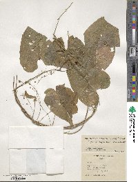 Dioscorea monadelpha image