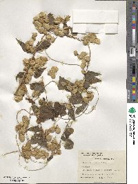 Dioscorea sinuata image