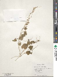 Dioscorea volckmannii image