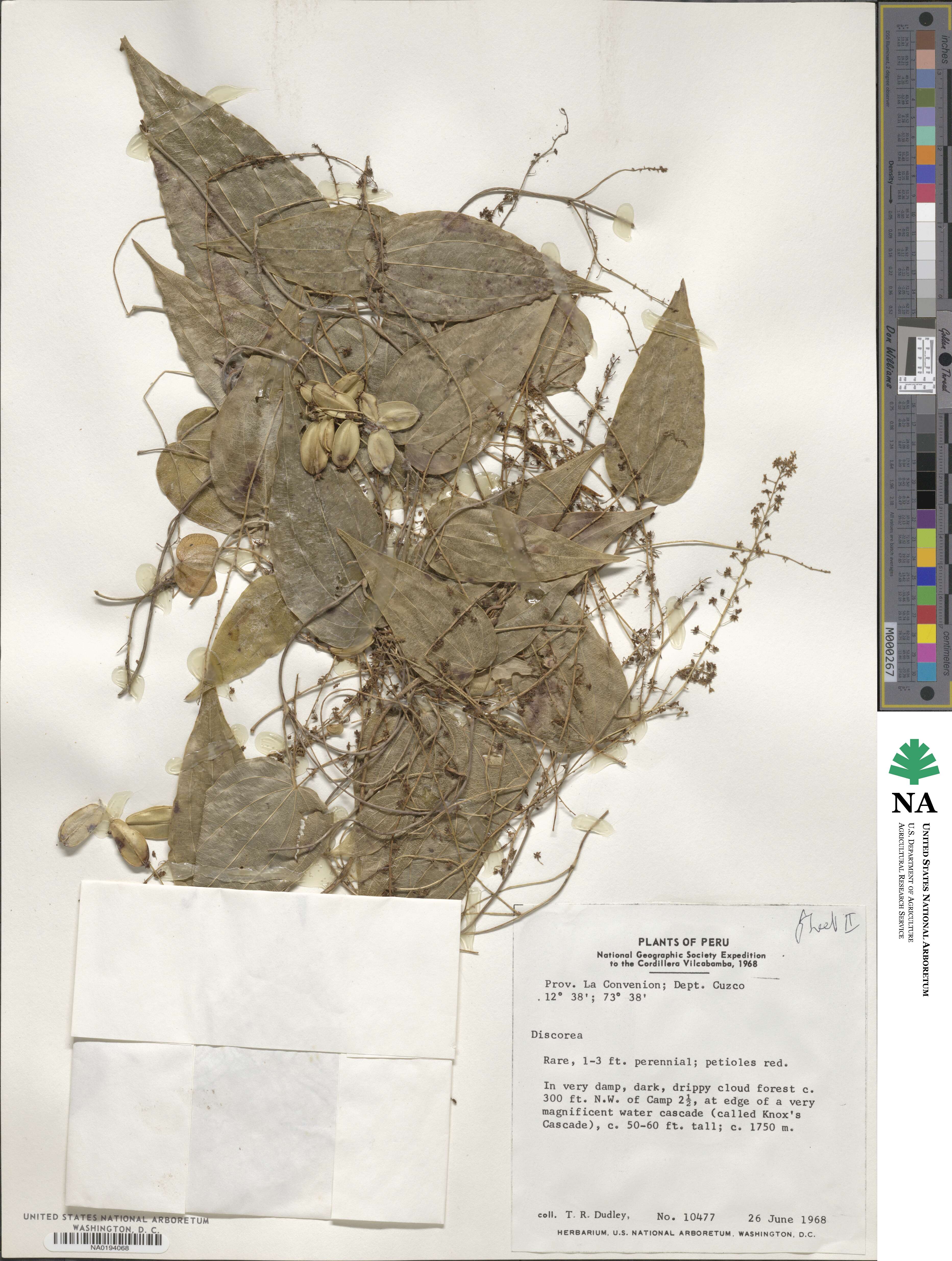 Dioscorea image