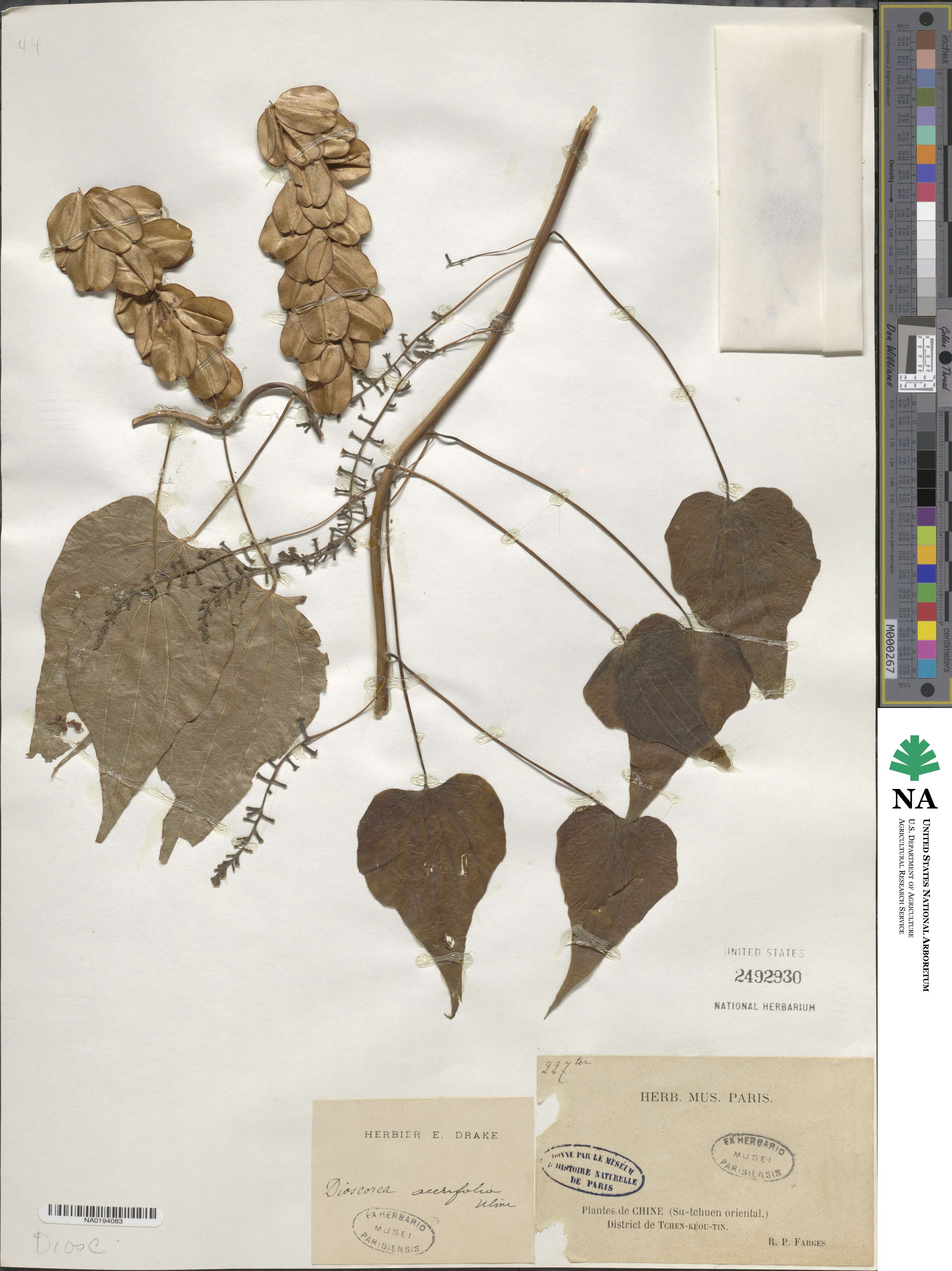 Dioscorea acerifolia image