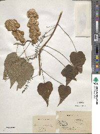 Image of Dioscorea acerifolia