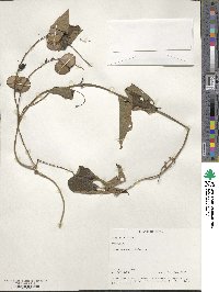 Dioscorea alata image