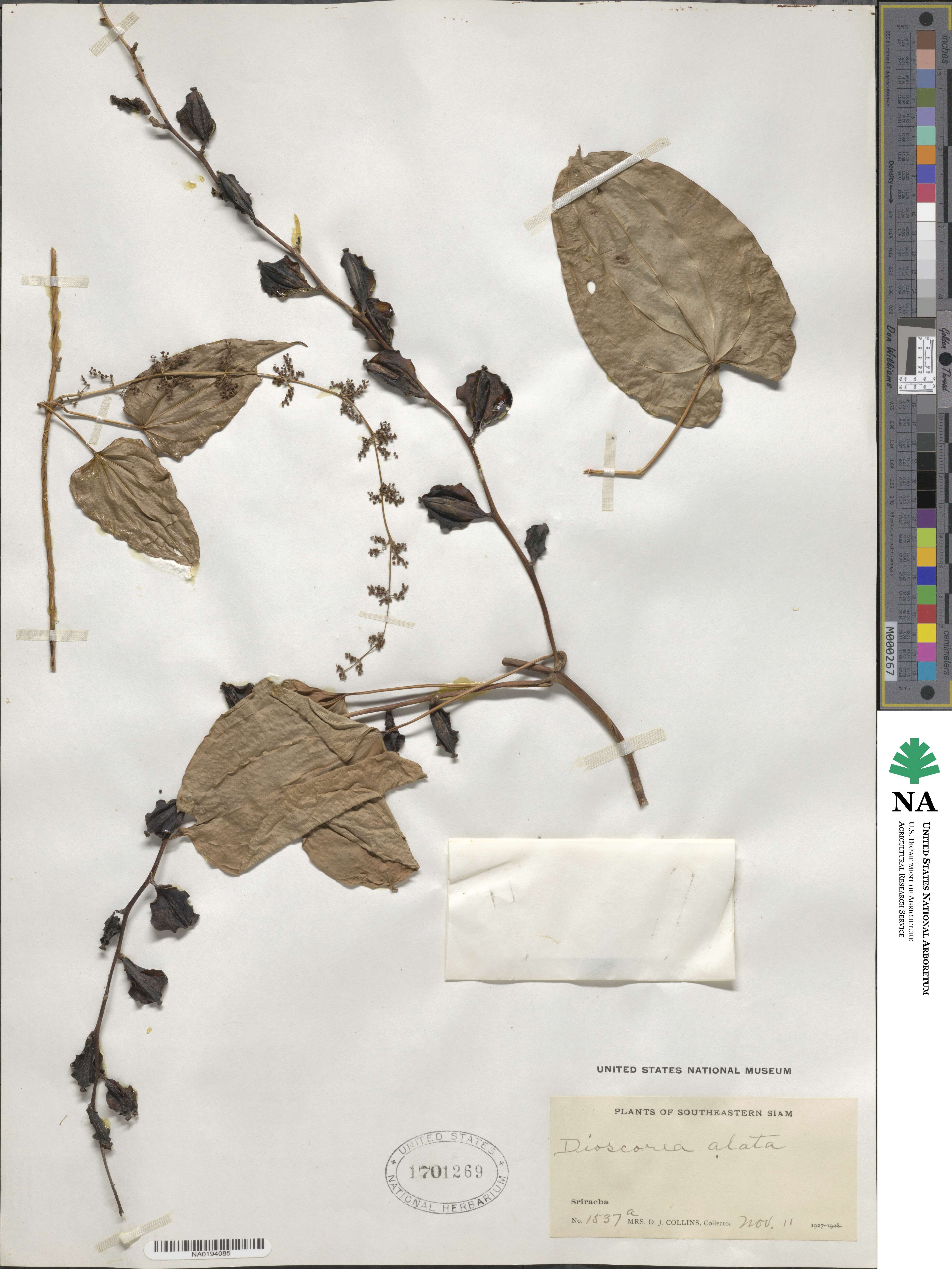 Dioscorea image