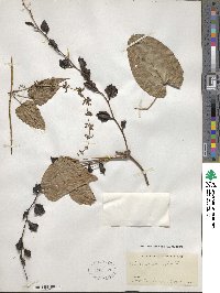 Dioscorea alata image