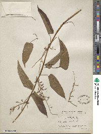 Dioscorea alata image