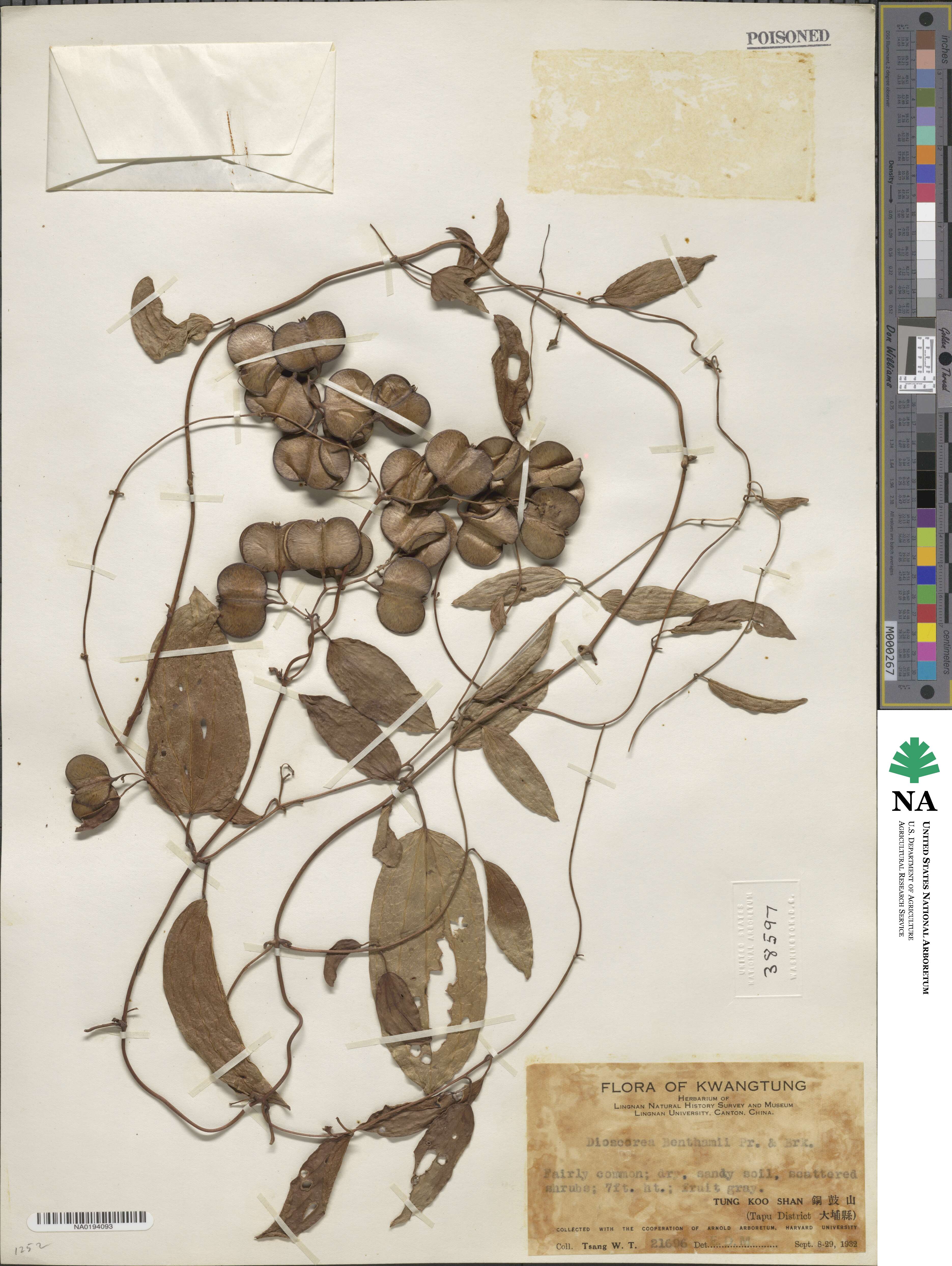 Dioscorea benthamii image