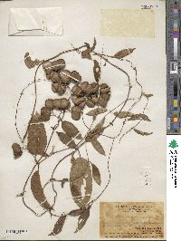 Image of Dioscorea benthamii