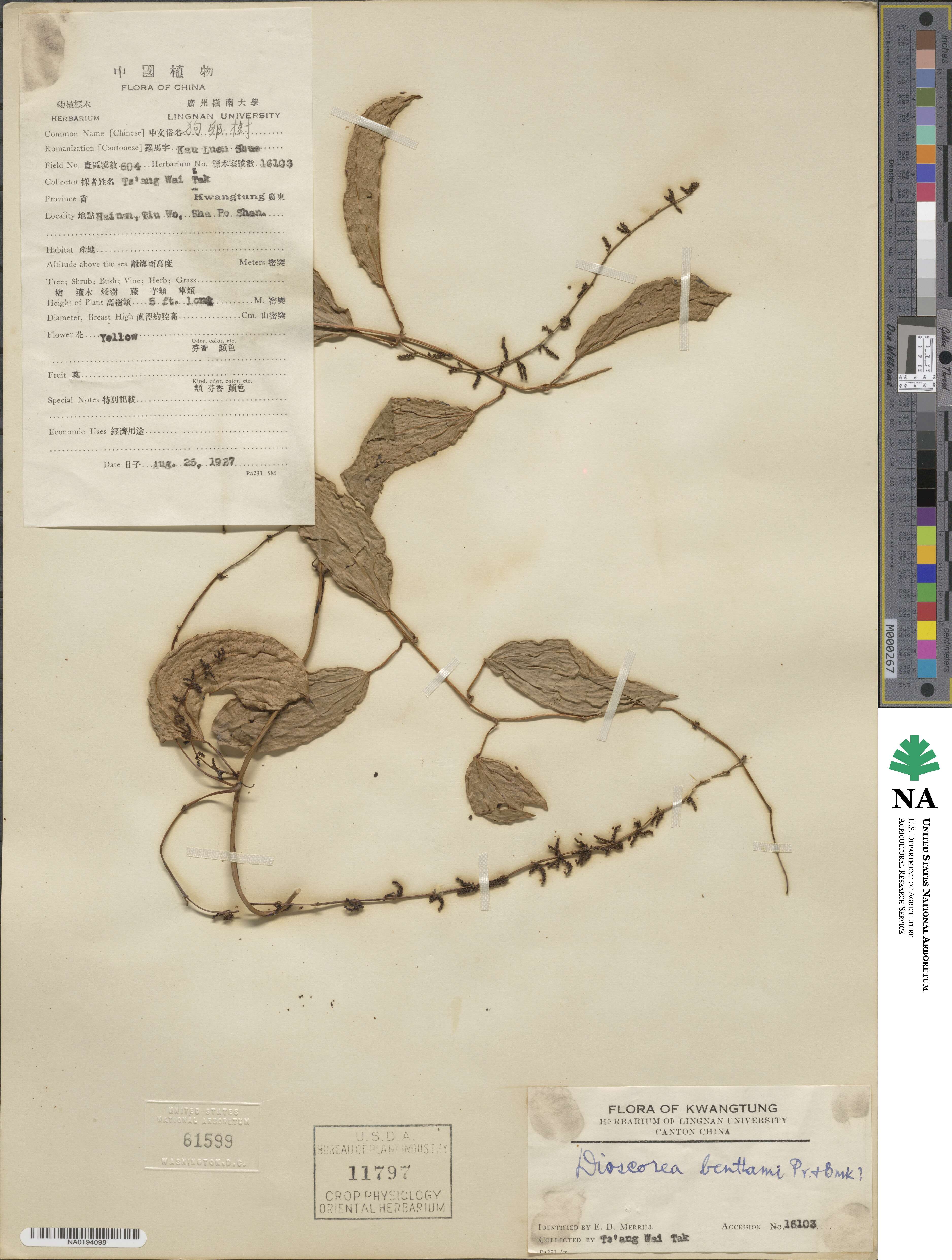 Dioscorea benthamii image