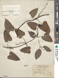 Dioscorea bulbifera image