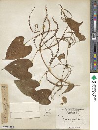 Dioscorea bulbifera image