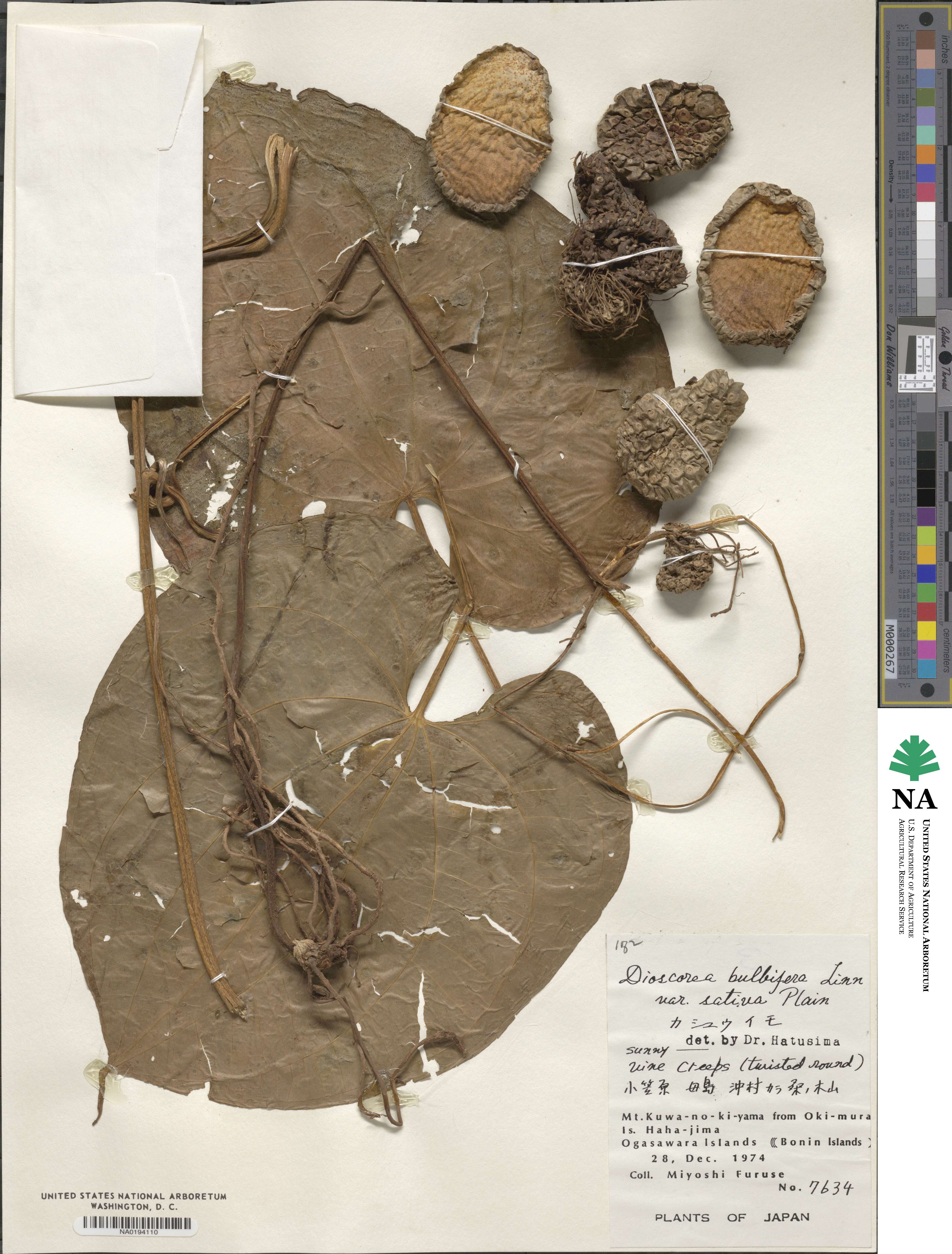 Dioscorea bulbifera image