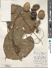 Dioscorea bulbifera image