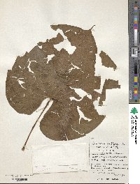 Dioscorea bulbifera image