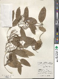 Dioscorea cirrhosa image