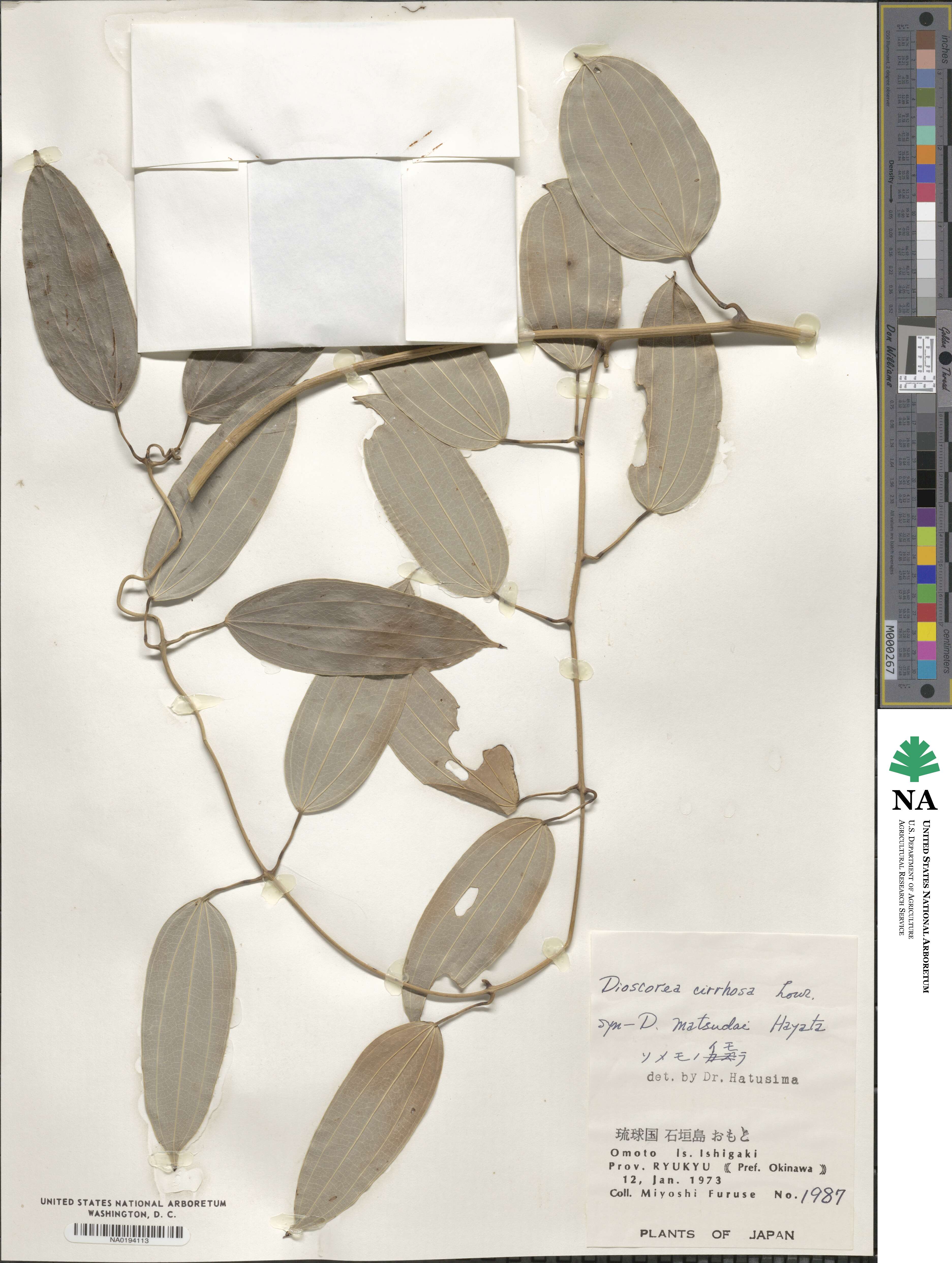 Dioscorea cirrhosa image