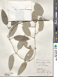 Dioscorea cirrhosa image