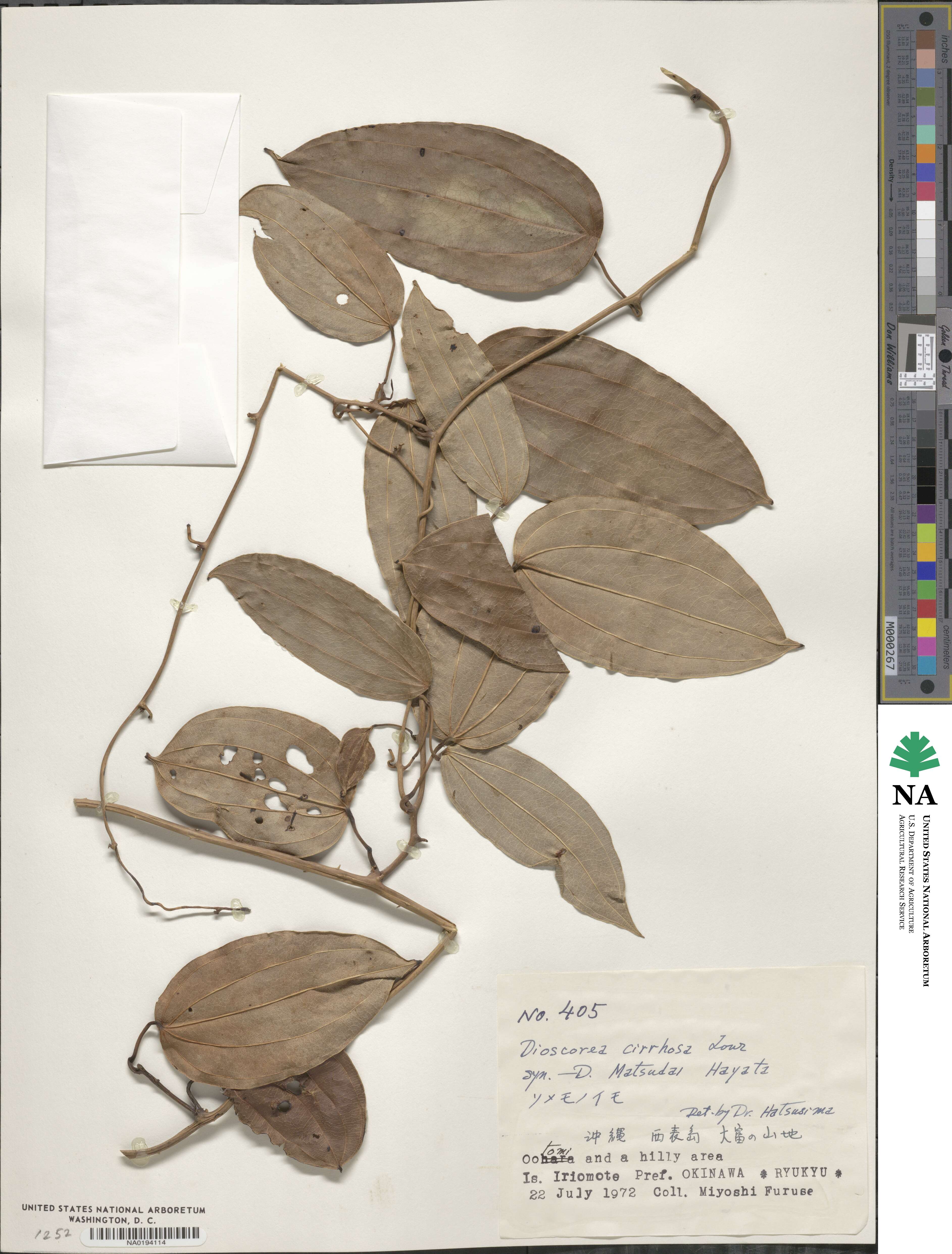 Dioscorea cirrhosa image