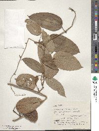 Dioscorea cirrhosa image