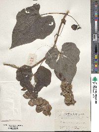 Dioscorea collettii image