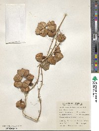 Image of Dioscorea deltoidea