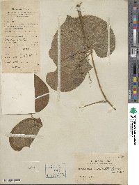 Dioscorea esculenta image