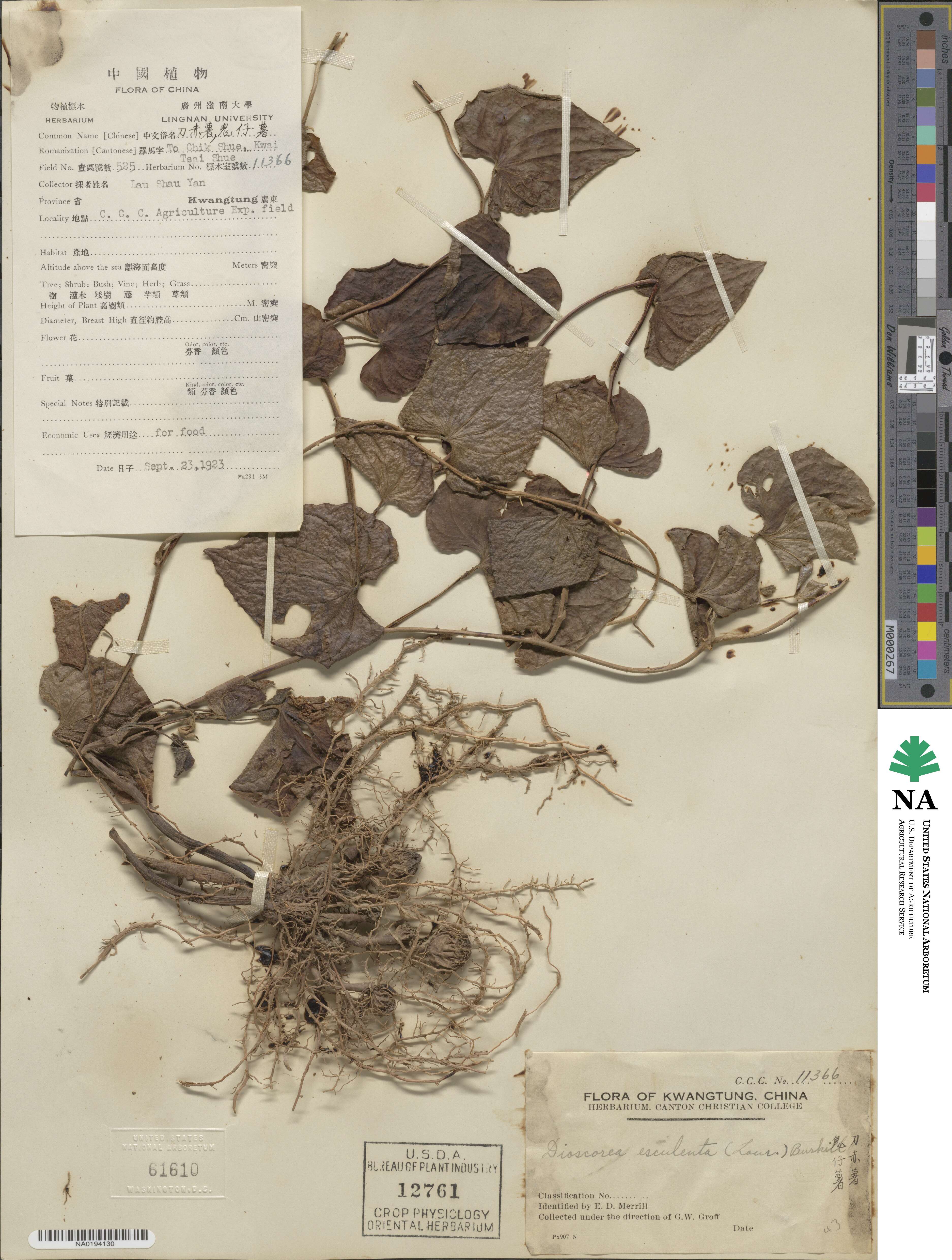 Dioscorea esculenta image