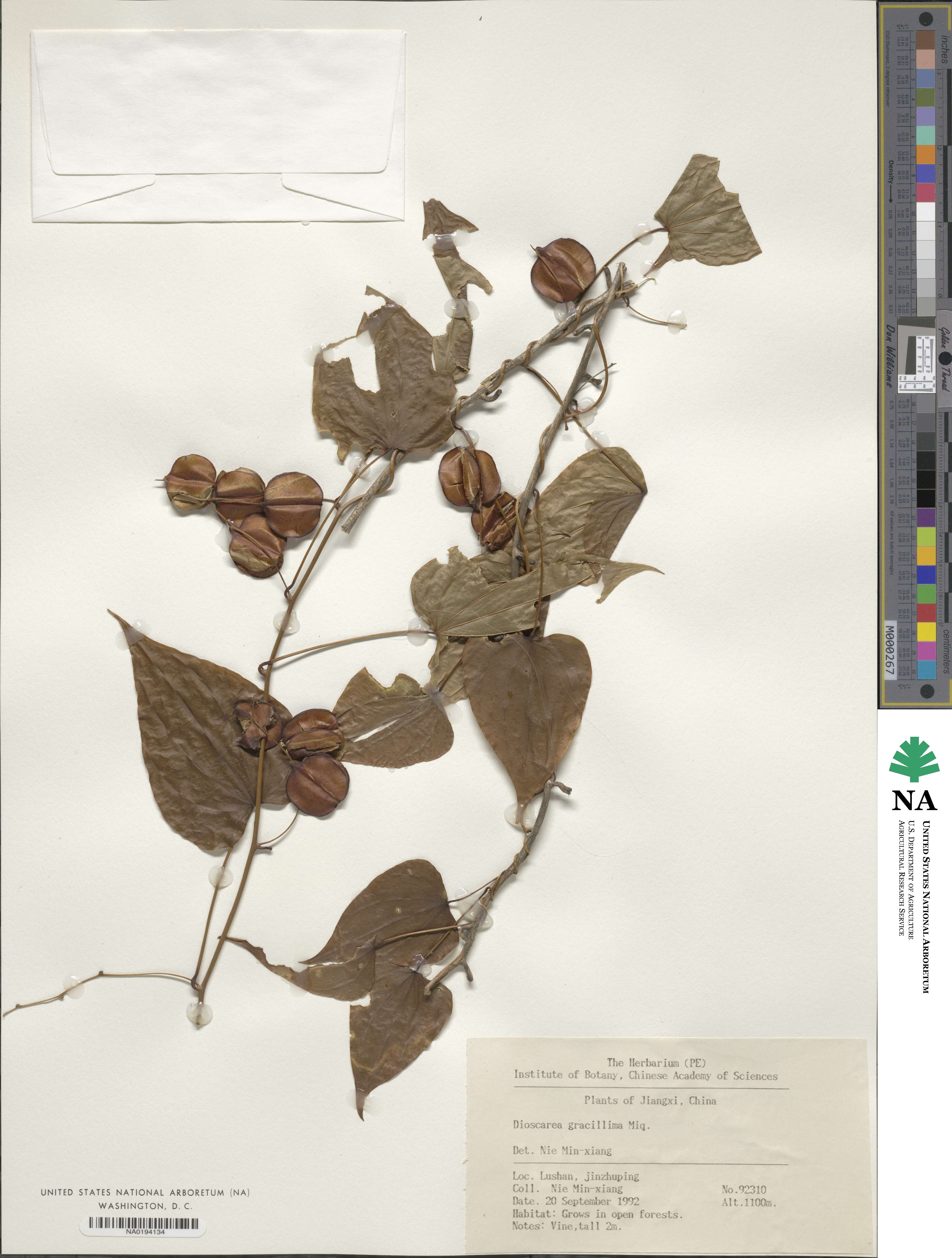 Dioscorea gracillima image