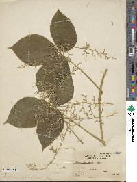 Dioscorea hispida image