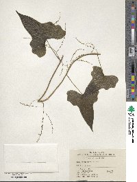 Dioscorea collettii var. hypoglauca image