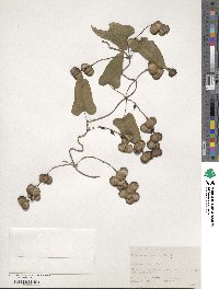 Dioscorea japonica image