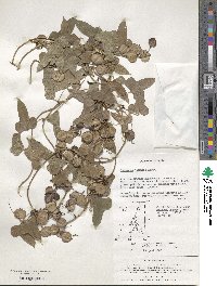 Dioscorea japonica image