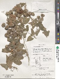 Dioscorea japonica image