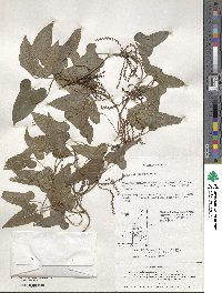 Dioscorea japonica image