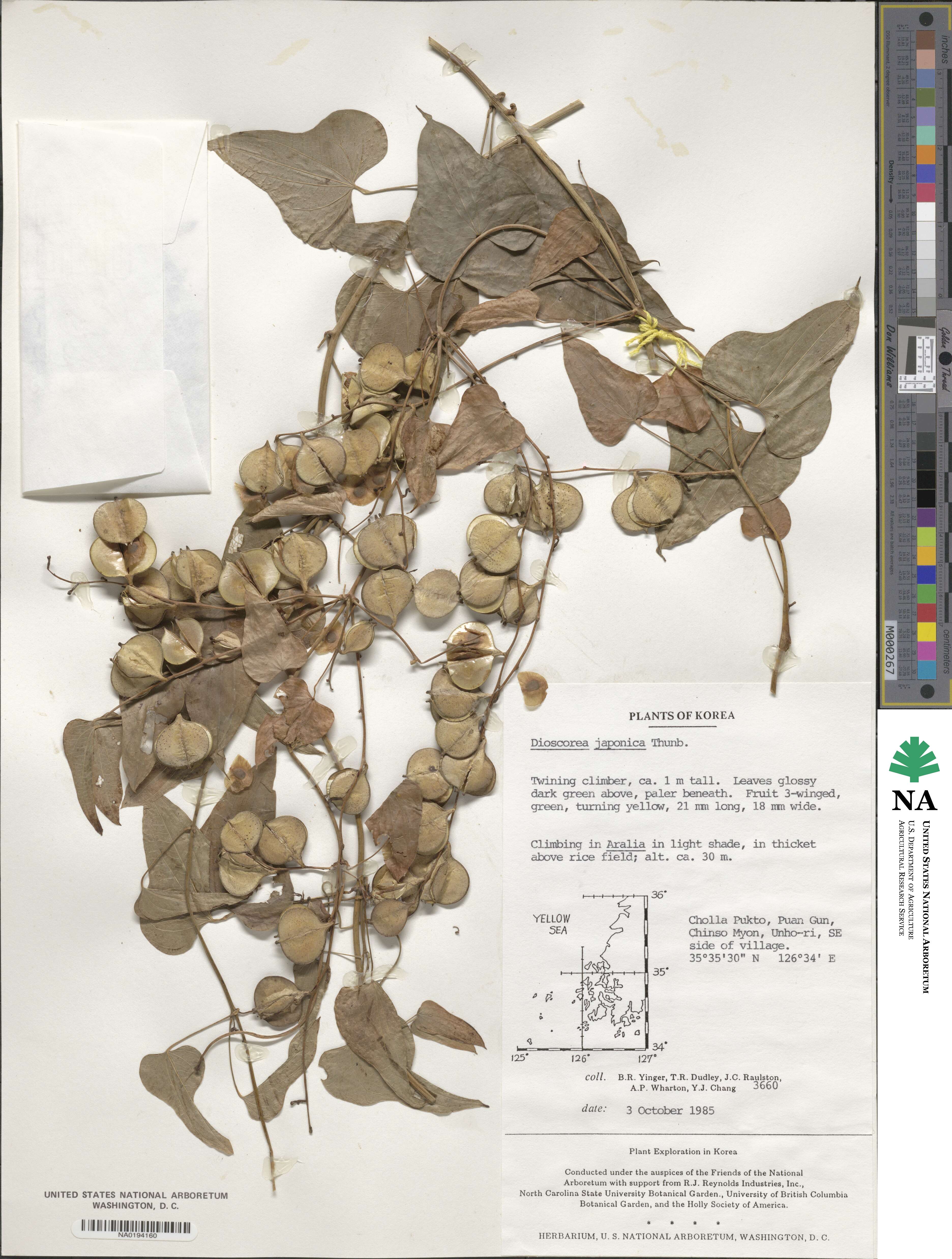 Dioscorea japonica image