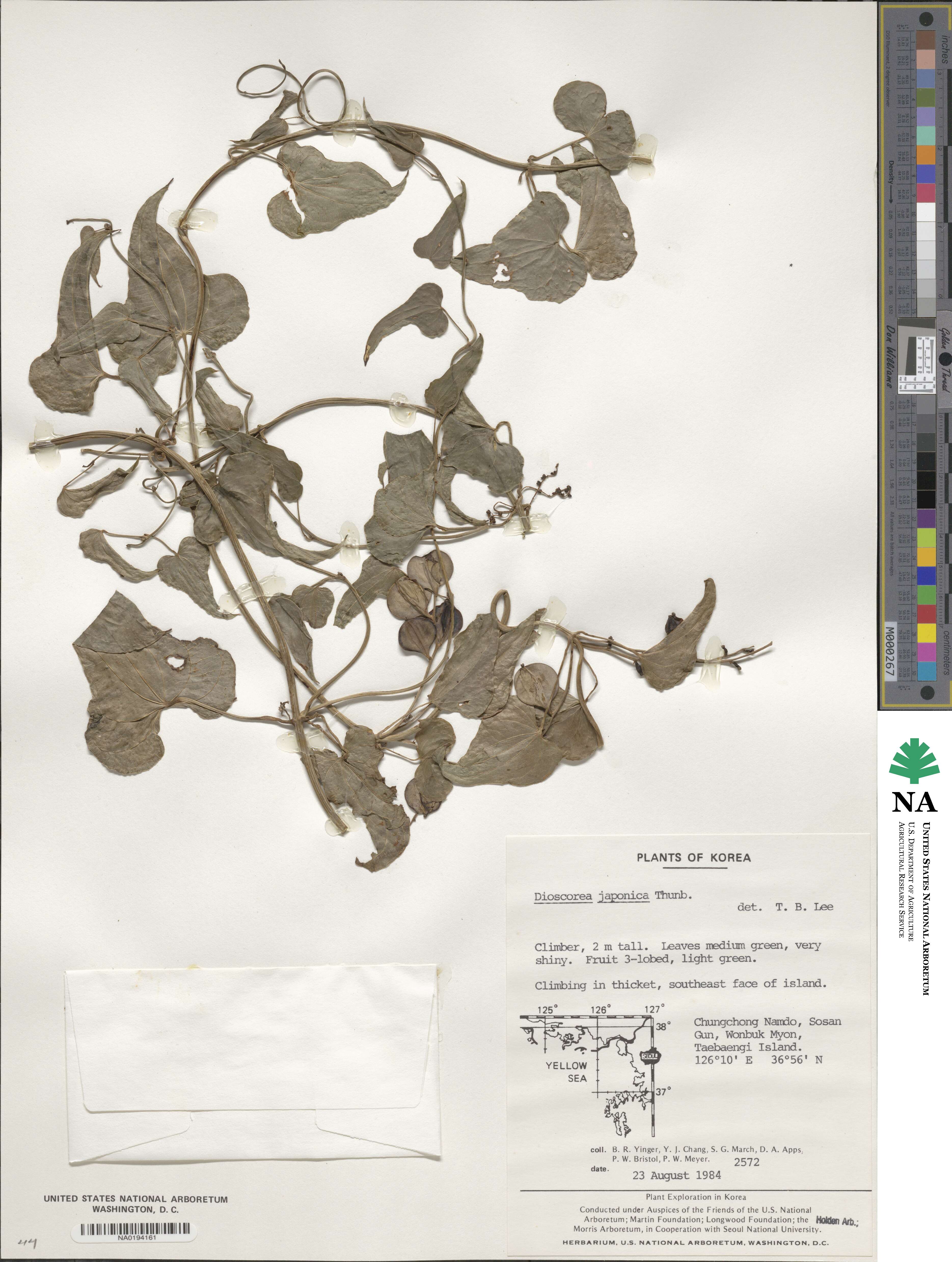 Dioscorea japonica image