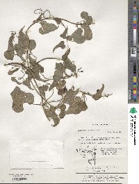 Dioscorea japonica image