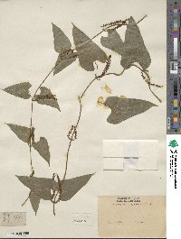 Dioscorea japonica image