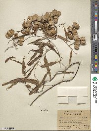 Dioscorea linearicordata image