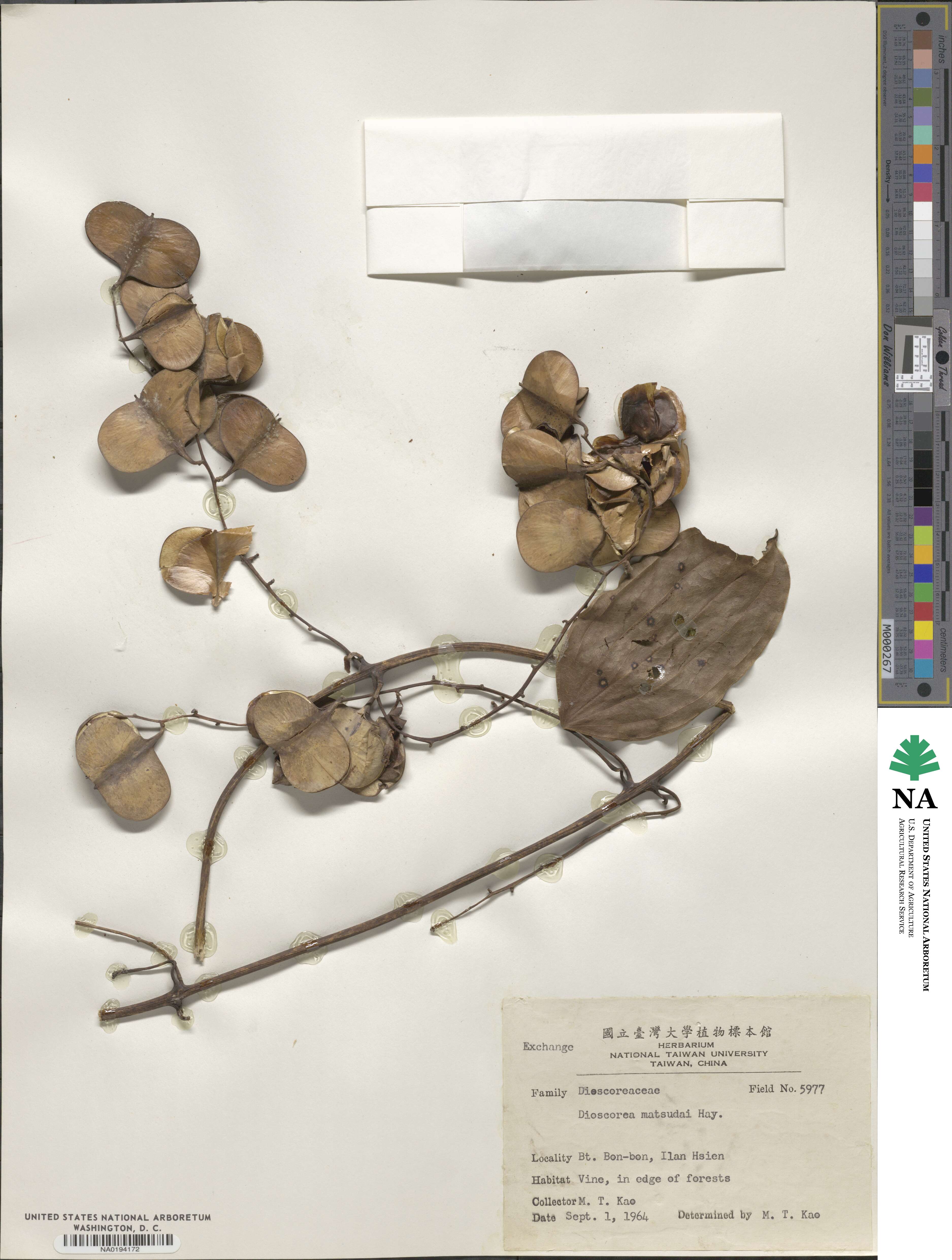 Dioscorea matsudai image