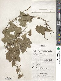 Dioscorea nipponica image