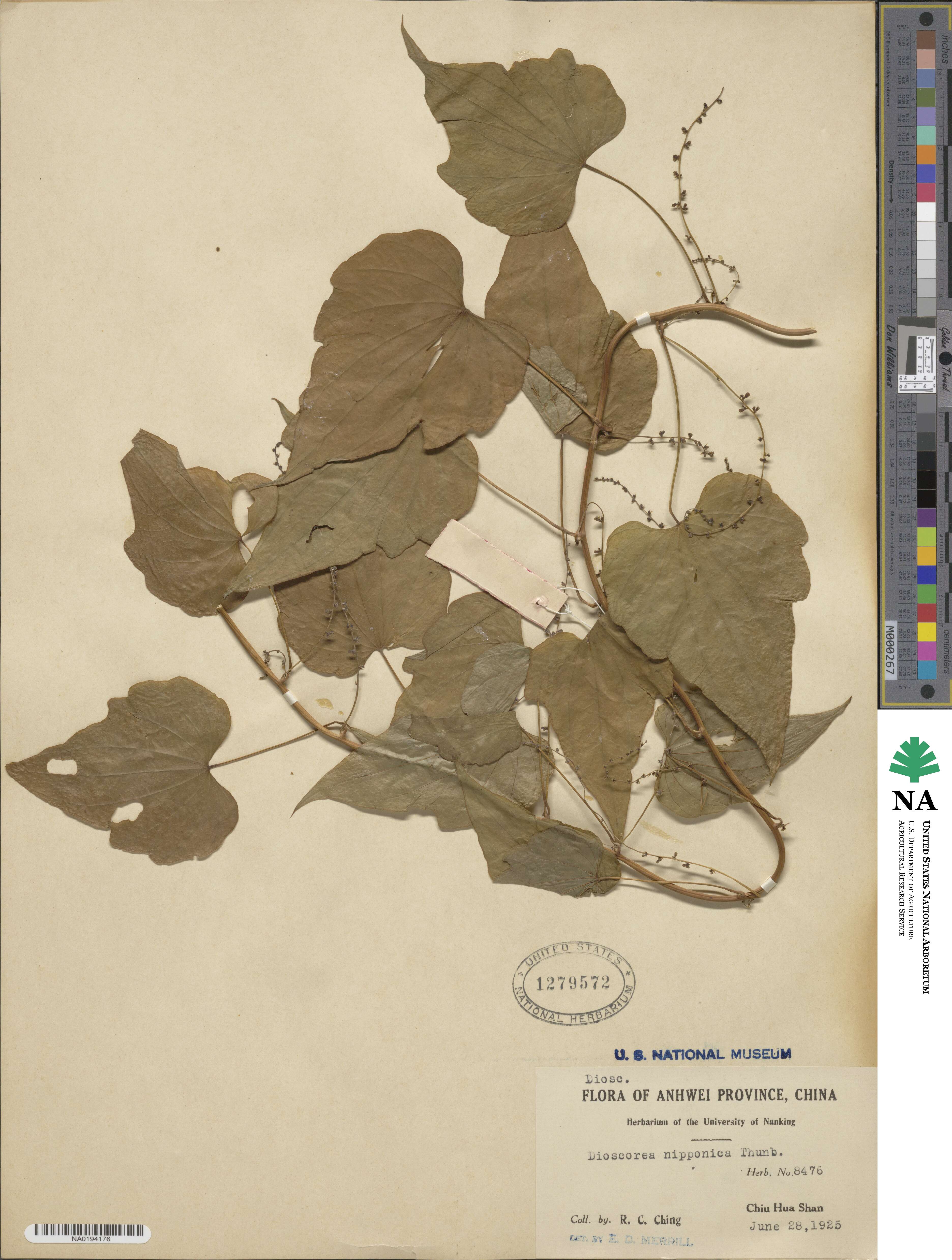 Dioscorea nipponica image