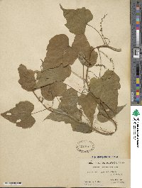 Dioscorea nipponica image