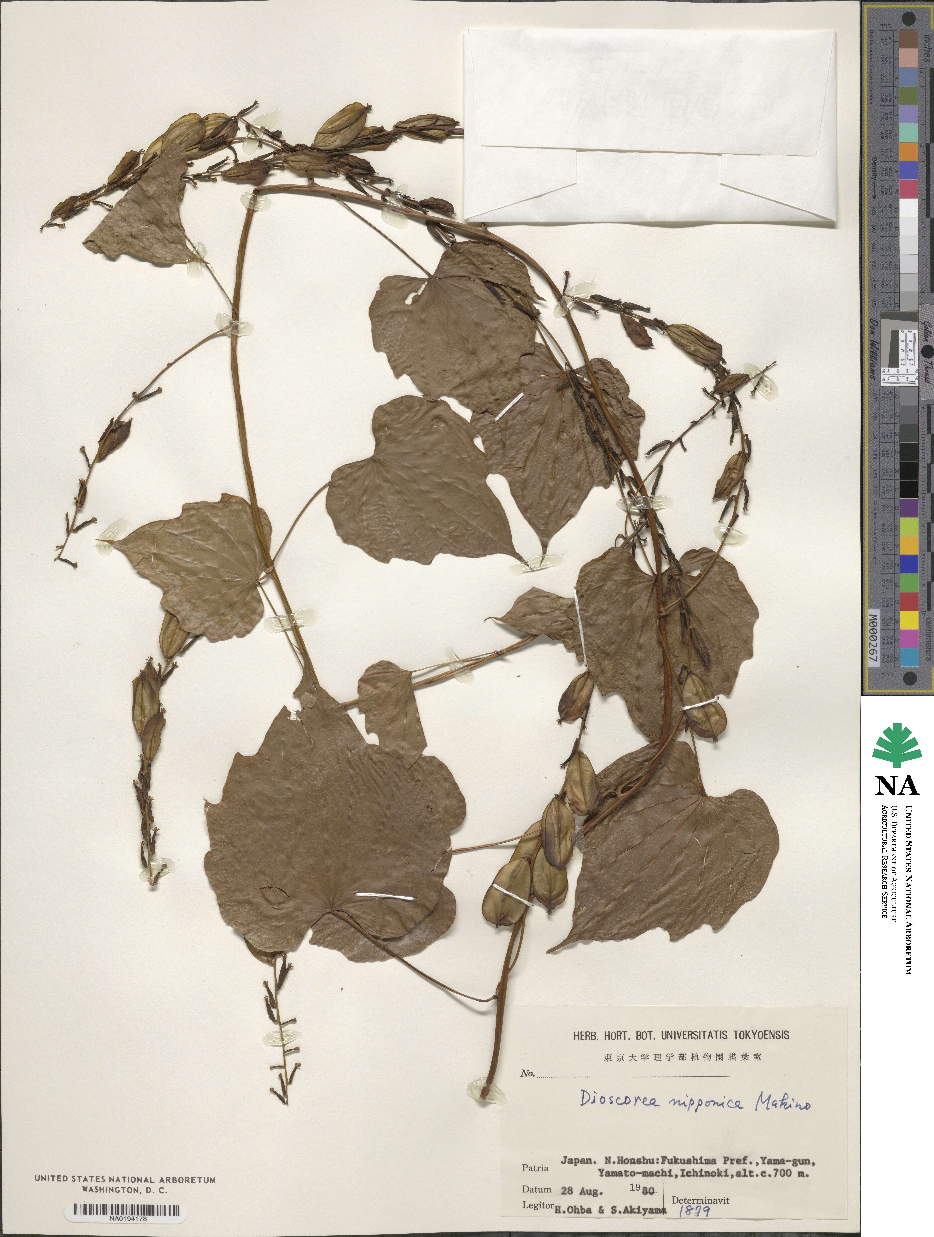 Dioscorea nipponica image