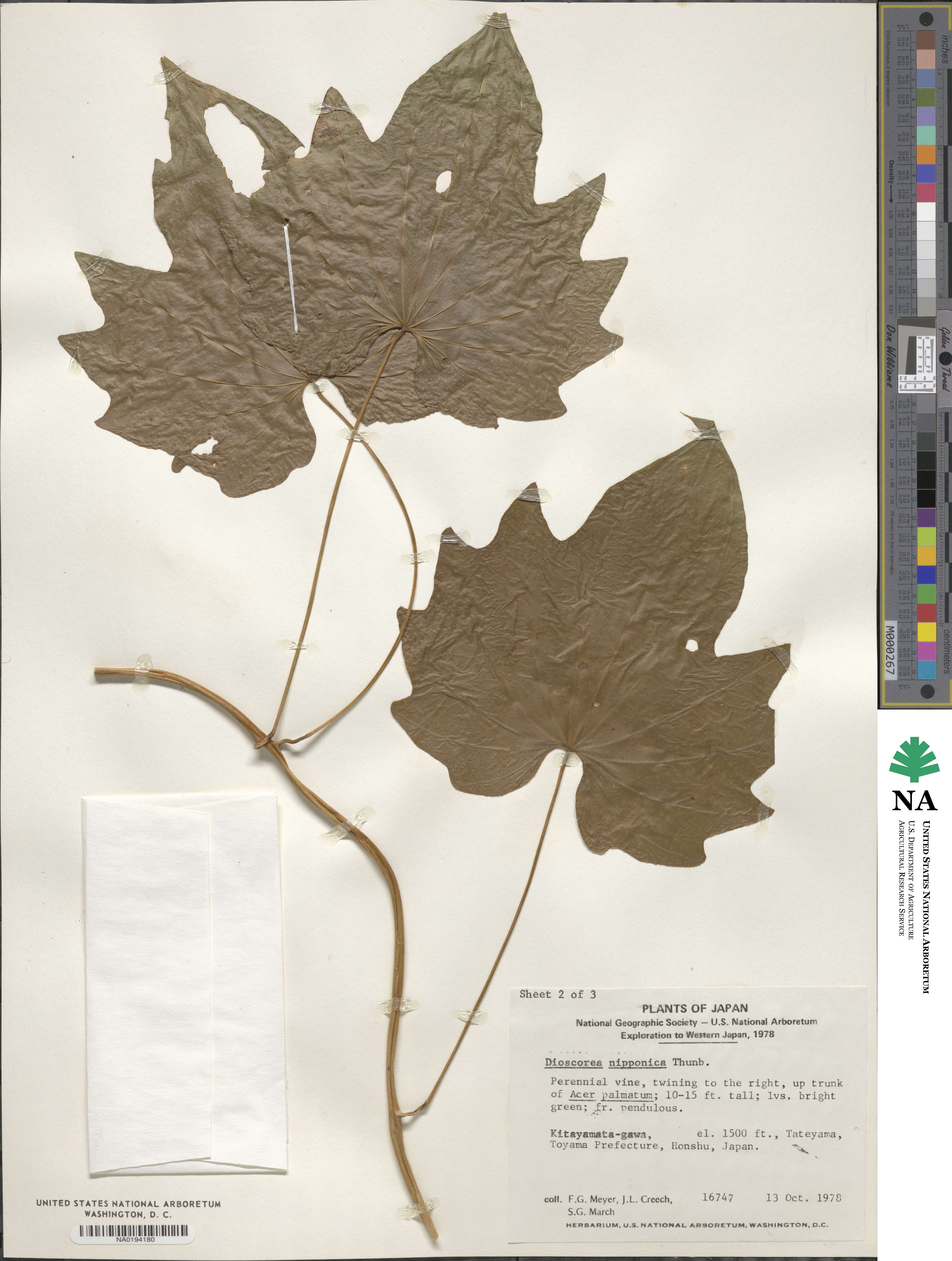 Dioscorea nipponica image